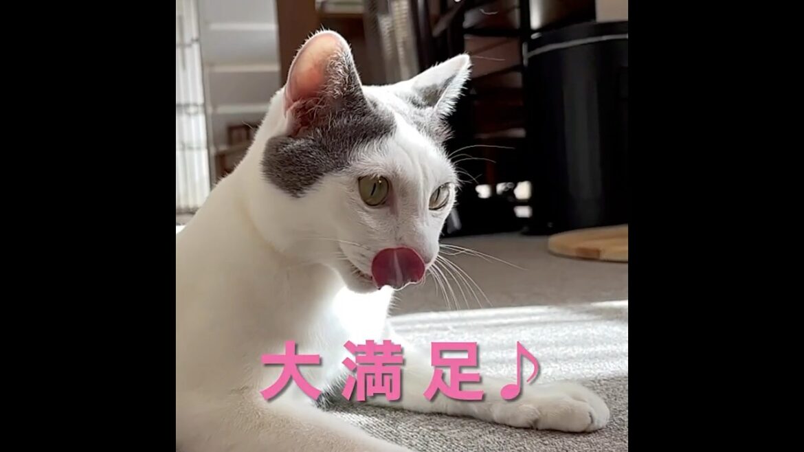 なんかほっこりする♪ を集めてみました！#shorts #保護猫 #ねこ #cat #癒し#面白い猫 #猫ドリル
