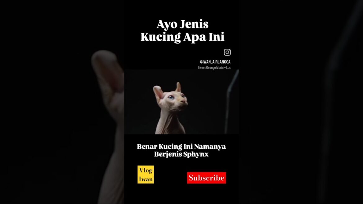 Ayo Jenis Kucing Apa Ini? #shorts #shortsfeed #cat