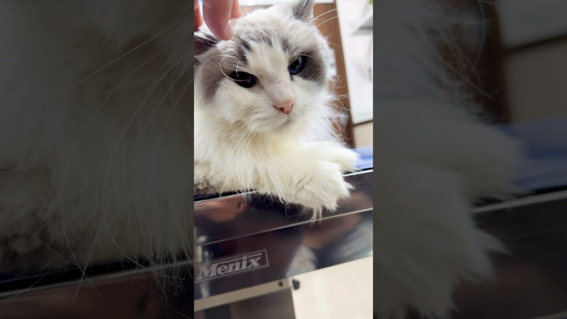 【ラグドール】アリス姫 少し体重が戻りました🐈🐾