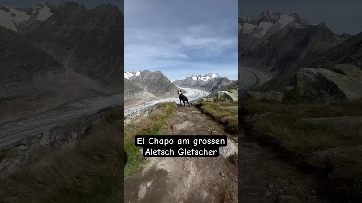 El Chapo und die Wanderung am Aletsch Gletscher in den Schweizer Alpen #hund #comedy #funnydogs