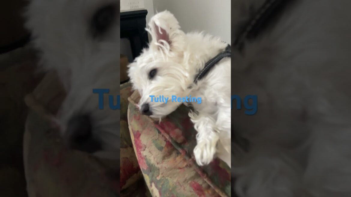 CUTE  Dog Resting, #shorts, #short, #cutedog, #shortsfeed