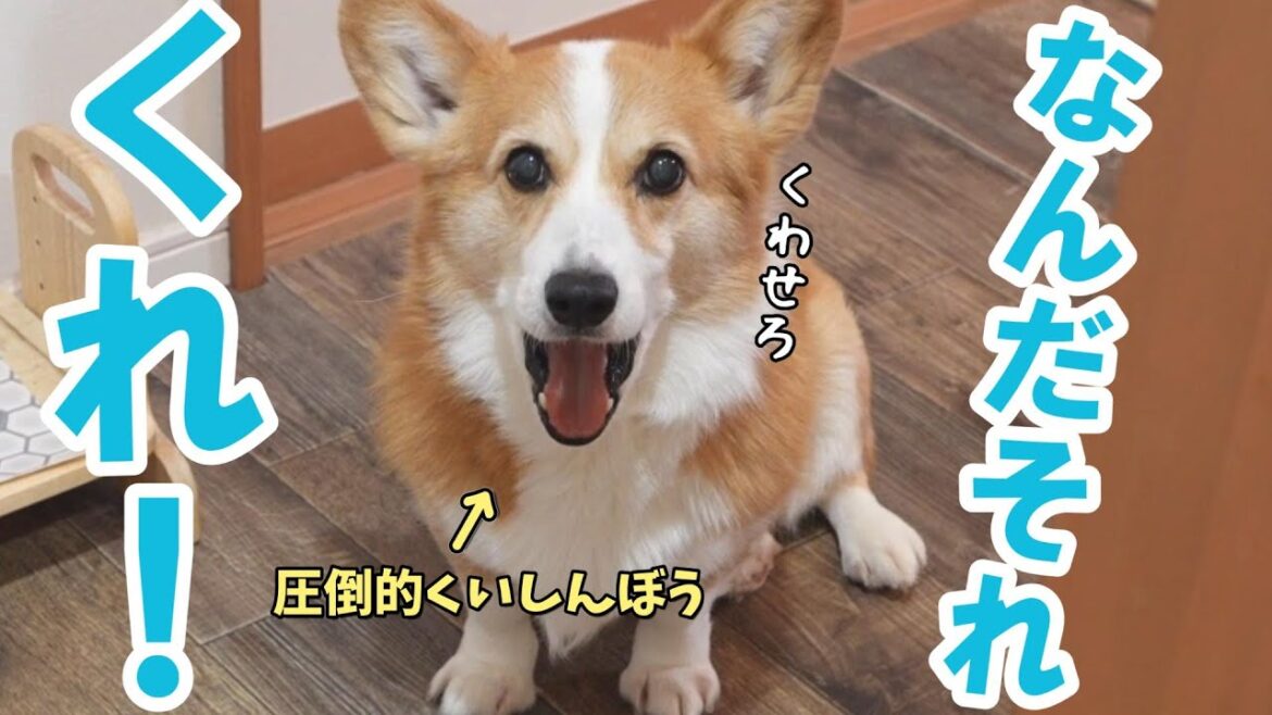 バレンタインにチョコを量産するお姉ちゃんを監視する愛犬がかわいい バレンタインにチョコを量産するお姉ちゃんを監視する愛犬がかわいい