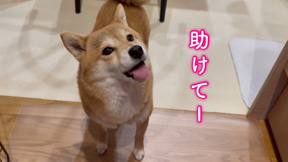 まさかの悲劇に見舞われた柴犬をママが救出しました