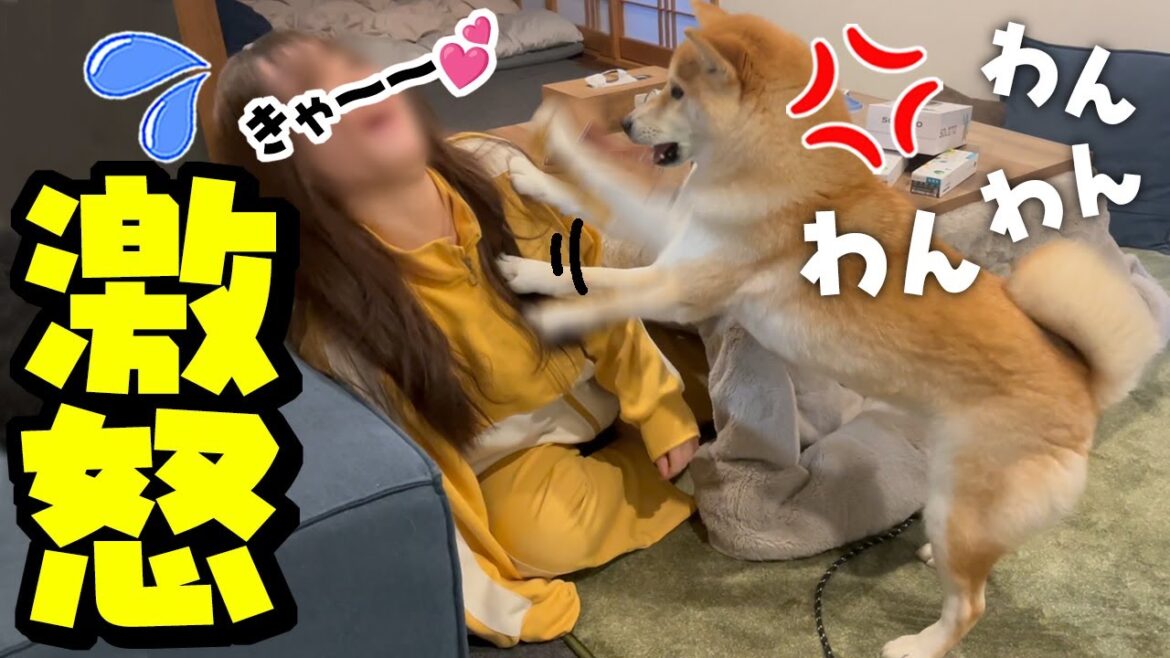 喧嘩勃発！娘に声をあげてボコボコにする激オコ柴犬