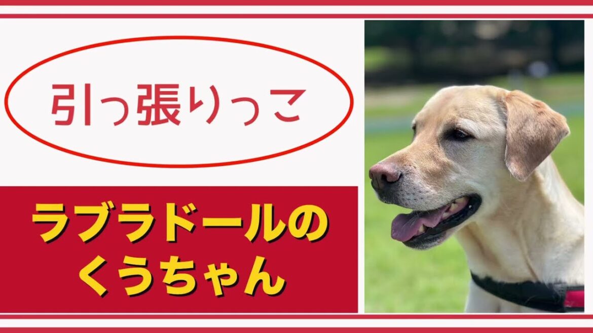 【#ラブラドール  】引っ張りっこ【#labradorretrievers   】