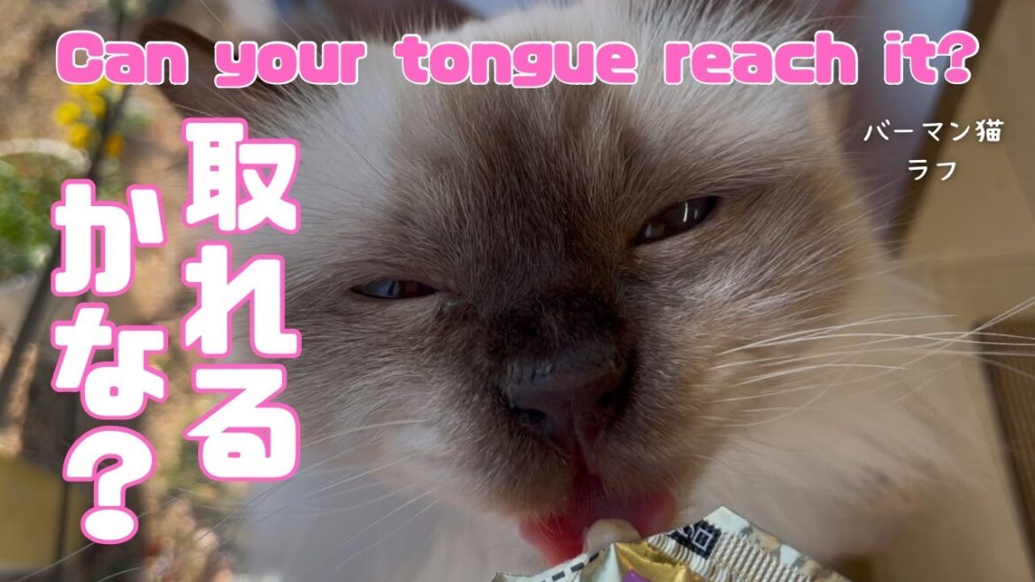 バーマン猫ラフ【取れるかな？】Can your tongue reach it?（バーマン猫）Birman/Cat
