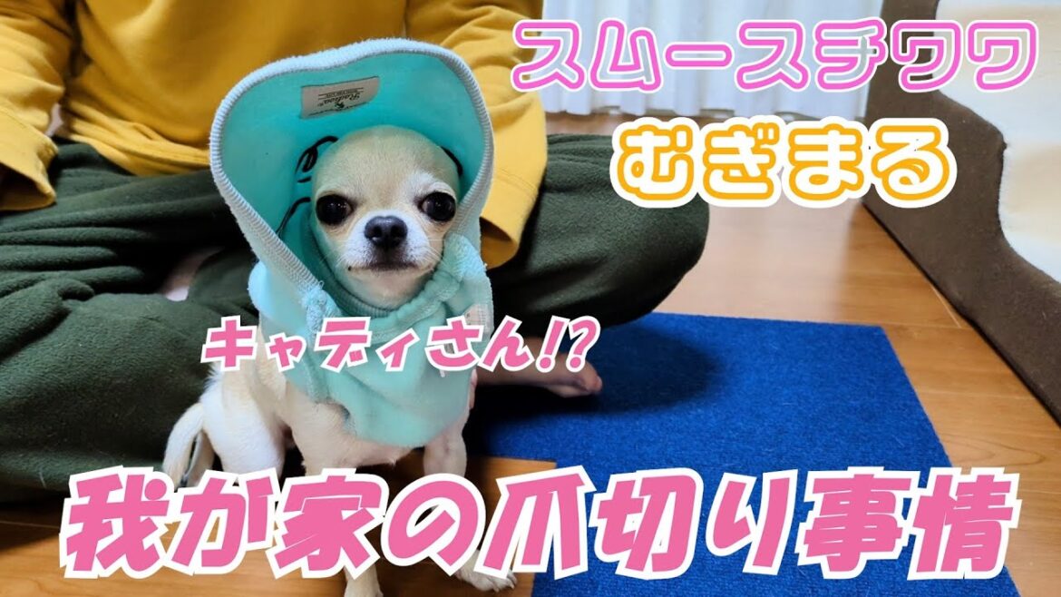 【スムースコート チワワ】爪切りスタイルは可愛いキャディさん（#20）