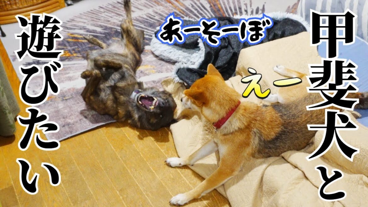 甲斐犬と遊びたくてとある方法で気をひこうとする柴犬が策士！【柴犬・甲斐犬】#甲斐犬 #柴犬 #vlog