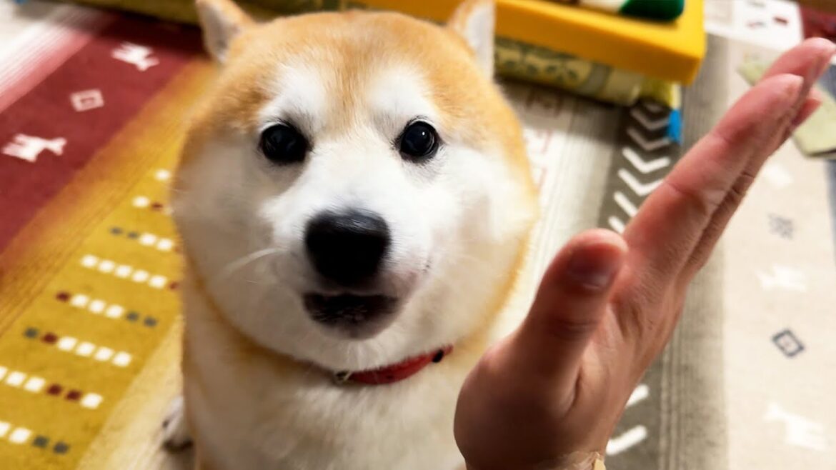 再会中にハイタッチを要求されるも、持ち前の丸さと勢いだけで何とか乗り切ろうとする柴犬