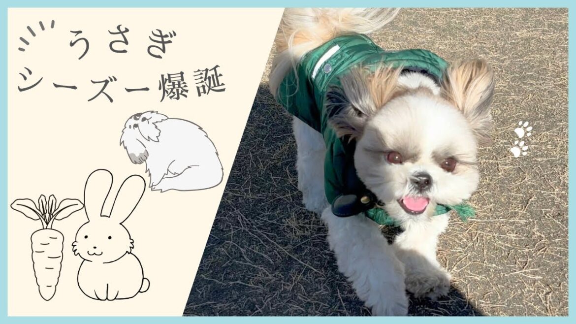 【シーズーうさぎ爆誕】ドッグランで自由に遊びドライヤーで暴走するわんこの笑える日常 Shihtzu enjoys dogrun like a Rabbit but she excites ..