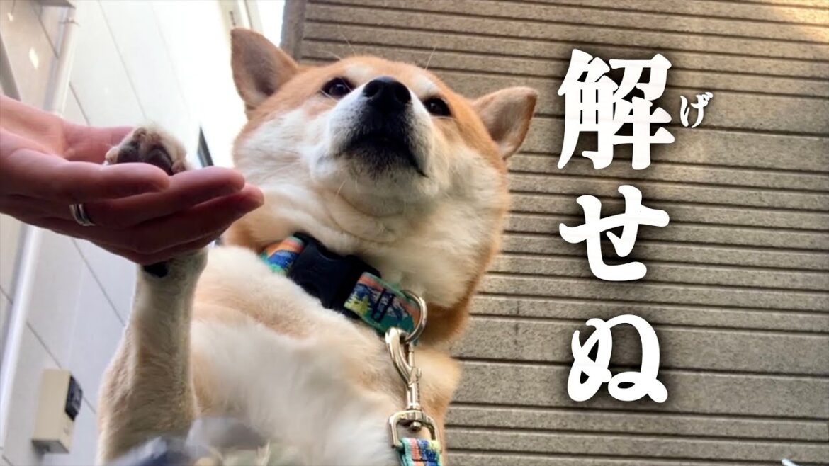 シャンプーのあとの柴犬は不服な顔をする