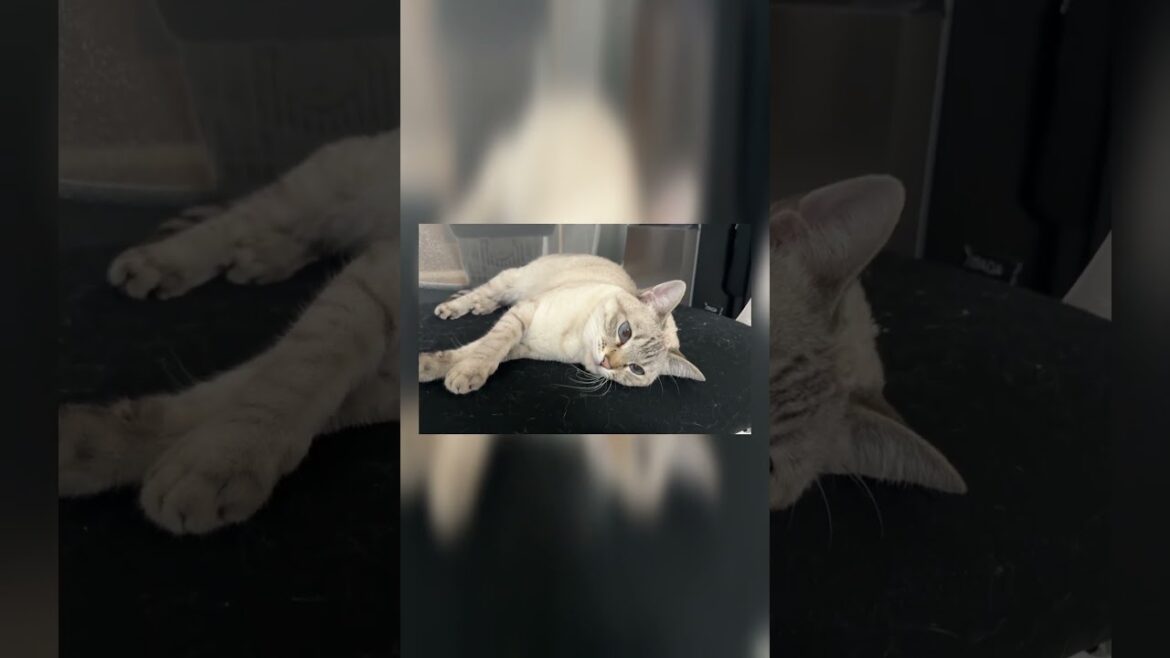 酔っ払いにしつこく絡まれる猫 #シャムトラ #元保護猫 #シャムミックス  #cat #猫耳 #kitten  #猫耳 #siamesemix　#酔っ払い飼い主 #寝てる猫 #軽蔑リアクション