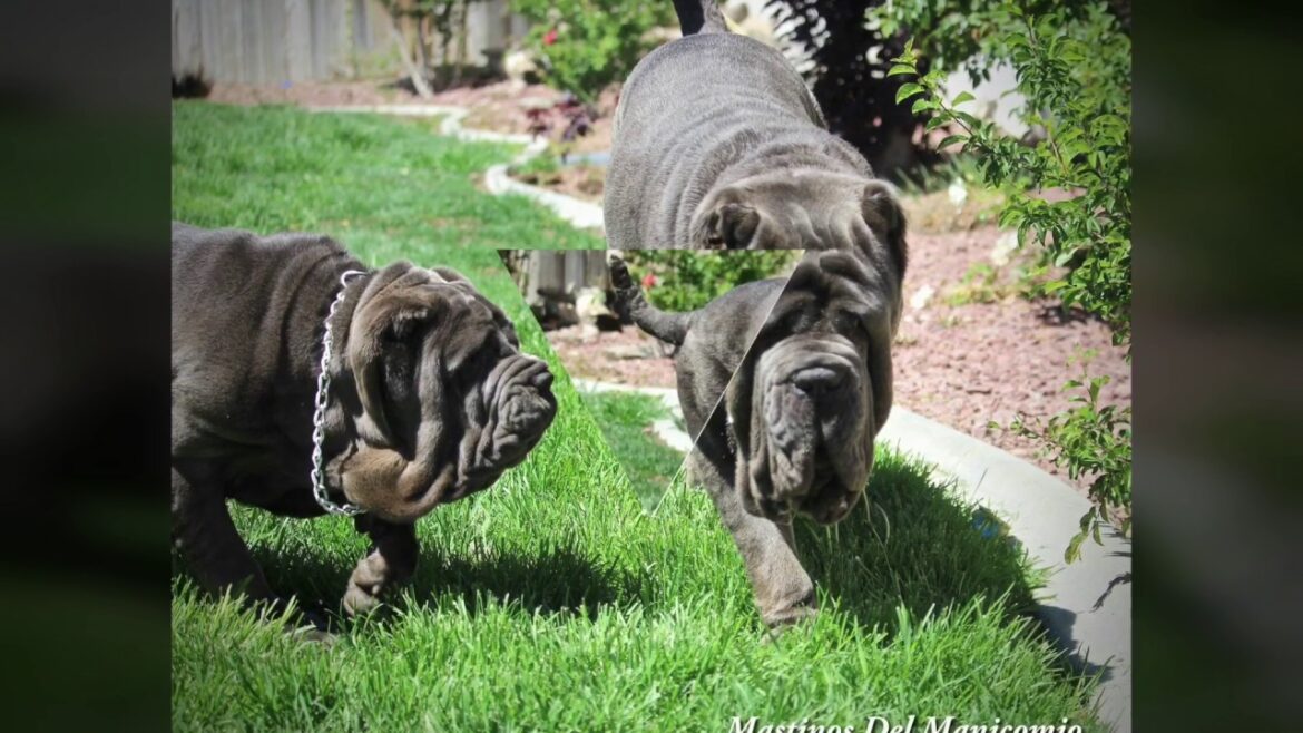 Mom & Daughters Weigh In Neapolitan Mastiffs