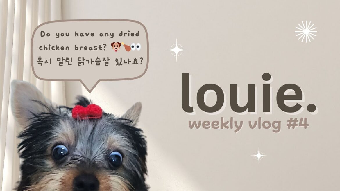 [SUB] 아기 강아지의 장난 가득한 날들 🐾😂 | 루이의 주간 브이로그 Week #4