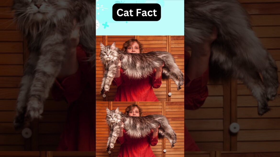 How Stewie Became the Longest Domestic Cat Ever Recorded #Stewie #CatRecords #MaineCoon