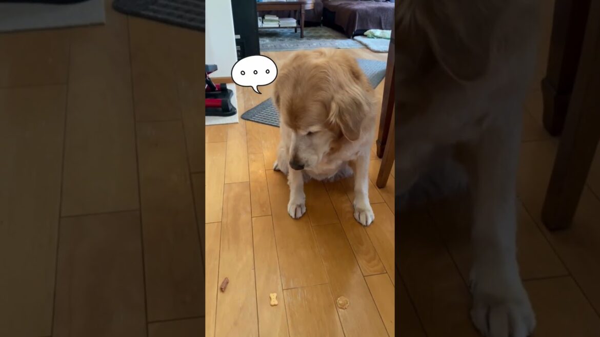 一番好きなのは？ #ゴールデンレトリバー #大型犬 #癒し