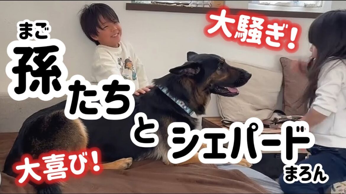 犬と子供は最強だ😆孫たちとシェパードまろんがワチャワチャ❣️大騒ぎ❣️【ジャーマンシェパード】