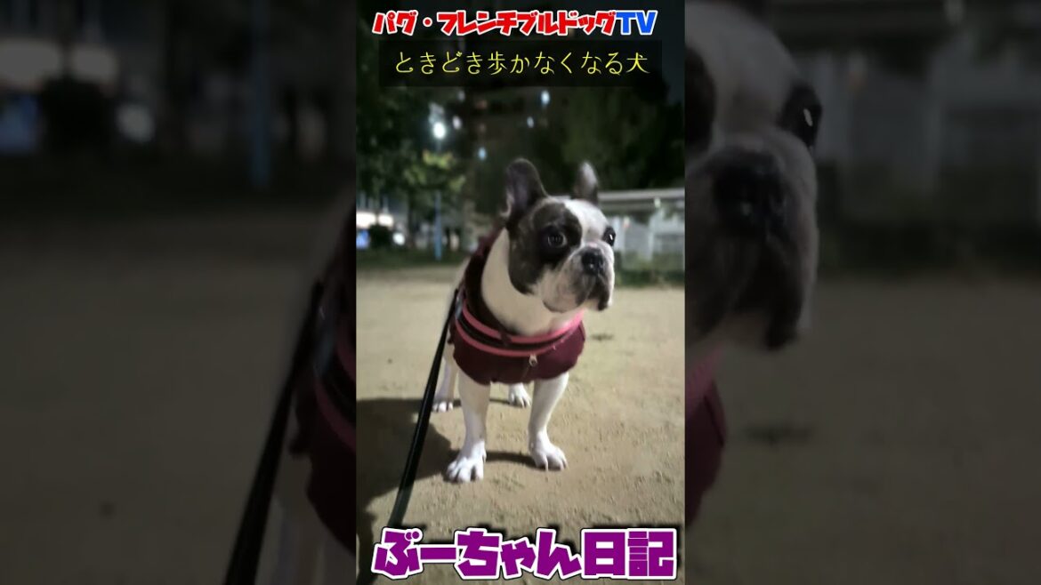なんで? ときどき歩かなくなる犬 飼い主が好きすぎるフレンチブルドッグ『ぶーちゃん日記』 #フレンチブルドッグ #dog #pets #フレンチブル #犬のいる生活 #フレブルのいる暮らし なんで? ときどき歩かなくなる犬 飼い主が好きすぎるフレンチブルドッグ『ぶーちゃん日記』 #フレンチブルドッグ #dog #pets #フレンチブル #犬のいる生活 #フレブルのいる暮らし