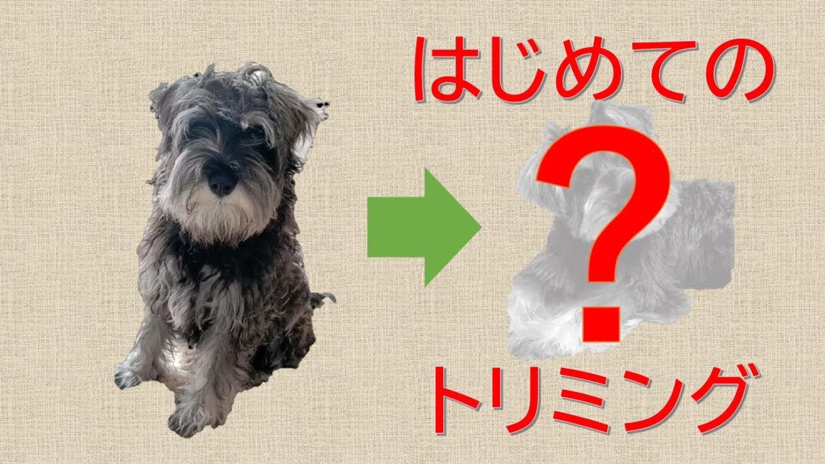 トリミングだトロン