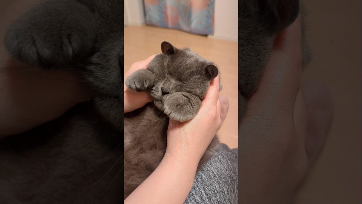 小顔マッサージ💆🐱　#猫 #cat  #猫動画 #britishshorthair #一瞬チャウチャウに見える