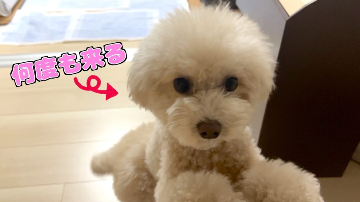 珍しくママが先に寝たら何度も挨拶に来る愛犬が可愛すぎた！【トイプードル】