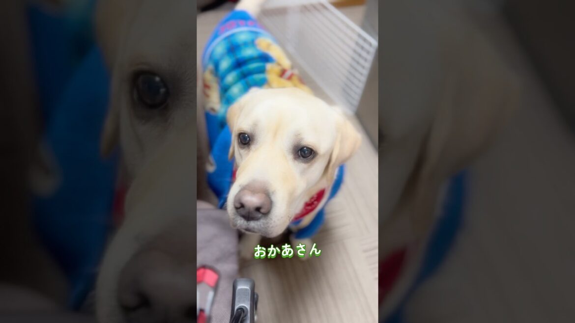 納豆ルーティンは欠かせんとです💓ひと口貰うと安心すっとです🐕✨
