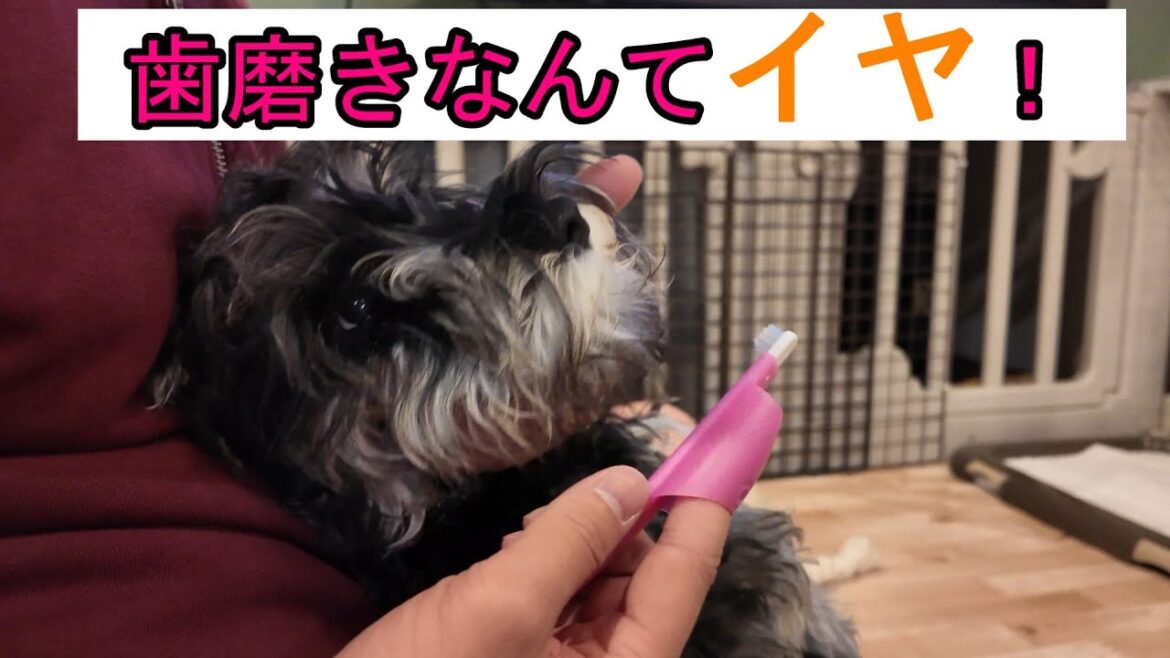おやつのためなら！歯磨きを頑張れるトロンです