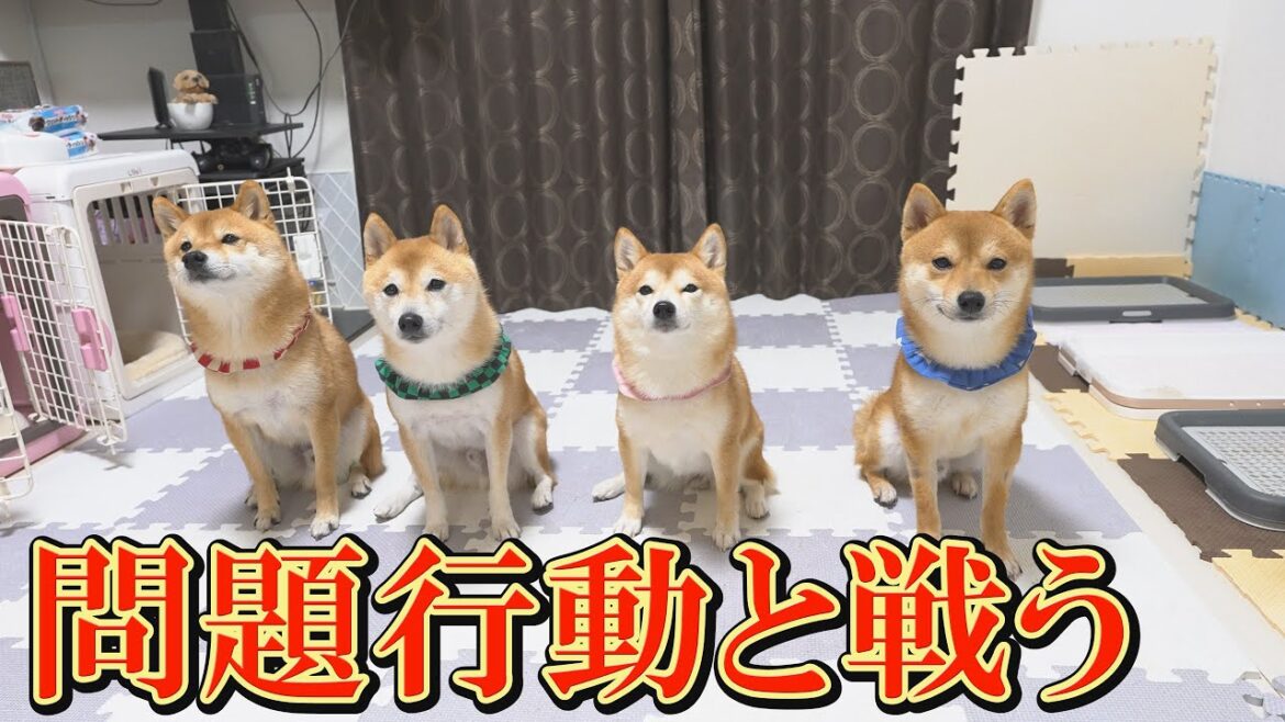 フードガードを克服中の子犬の可愛らしい癖に、笑いと愛おしさが込みあげてきました。