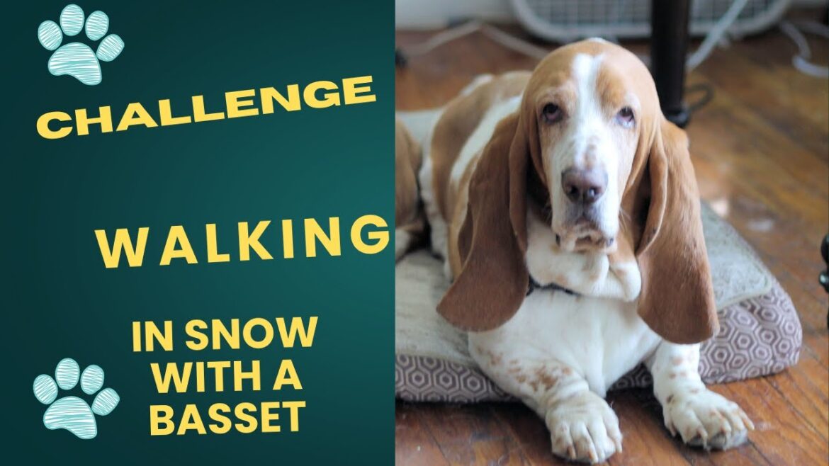 Challenges of Walking in Snow with short-legged Basset Hound's 🌨️
