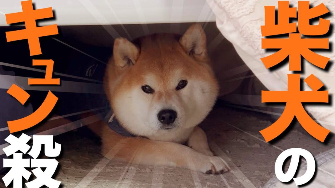 毎日一緒にいるのに、たまに予想外の行動で主をキュン殺しにくる柴犬
