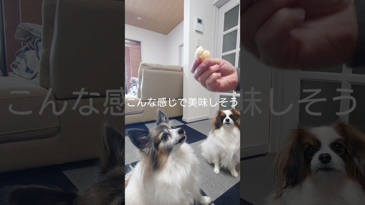 サッポロポテトが大好きな犬達 #お菓子 #パピヨン #犬のおやつ