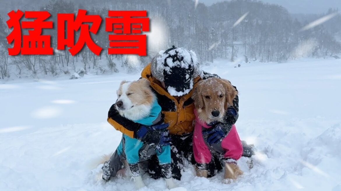 災害級の大雪で猛吹雪に凍える中、車に戻れなくなりました…【犬と車中泊】 災害級の大雪で猛吹雪に凍える中、車に戻れなくなりました...【犬と車中泊】