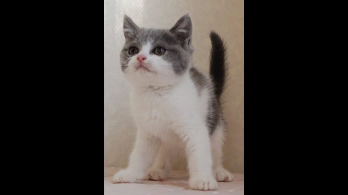 ブリティッシュショートヘアー子猫　British Shorthair　2024.12.12産まれ　ブルー＆ホワイト　男の子　シーダキャット猫のお店