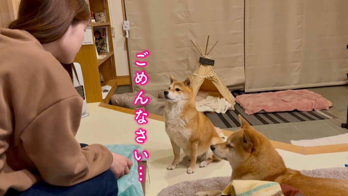 ママから叱られると真摯に受け止め反省する柴犬
