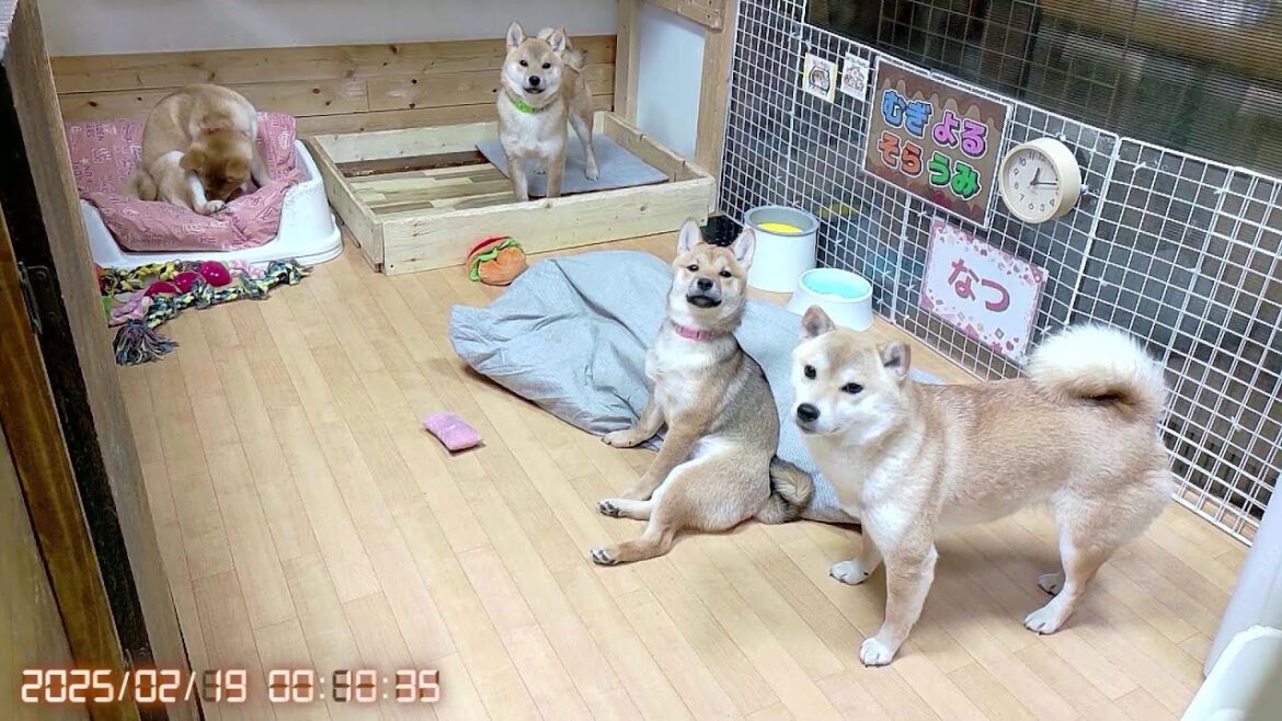 柴犬なつ！子育て生配信【生後162日】お布団をおもちゃだと思っている子犬たち！