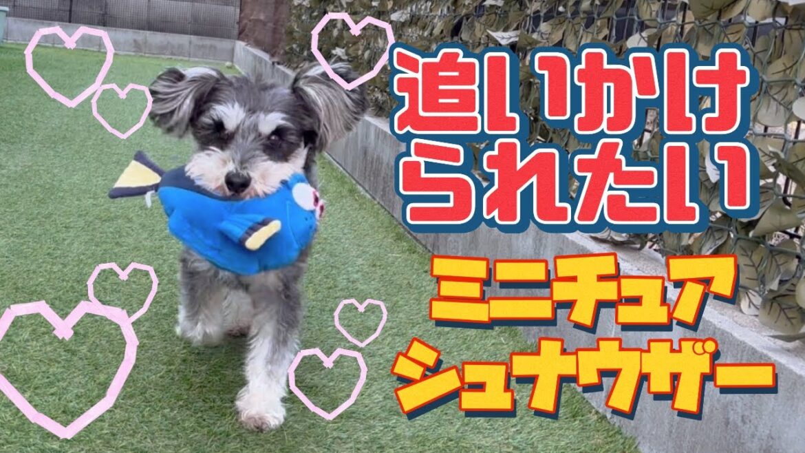 追いかけられたいミニチュアシュナウザー
