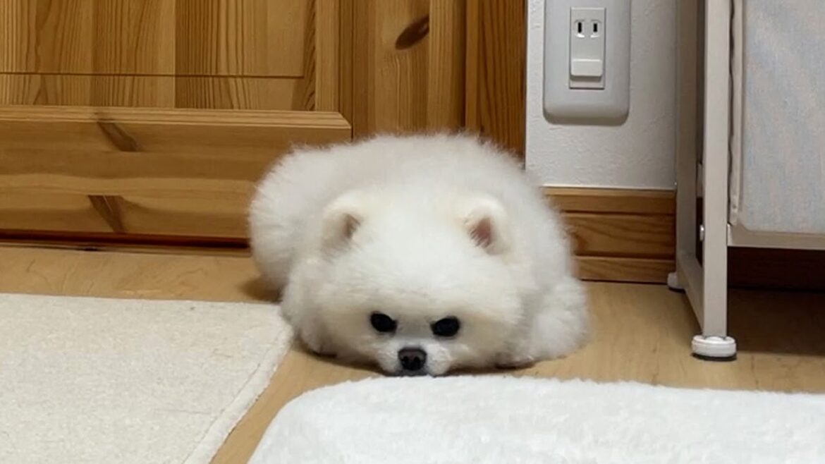 飼い主と離れることになりスネてしまったポメラニアン