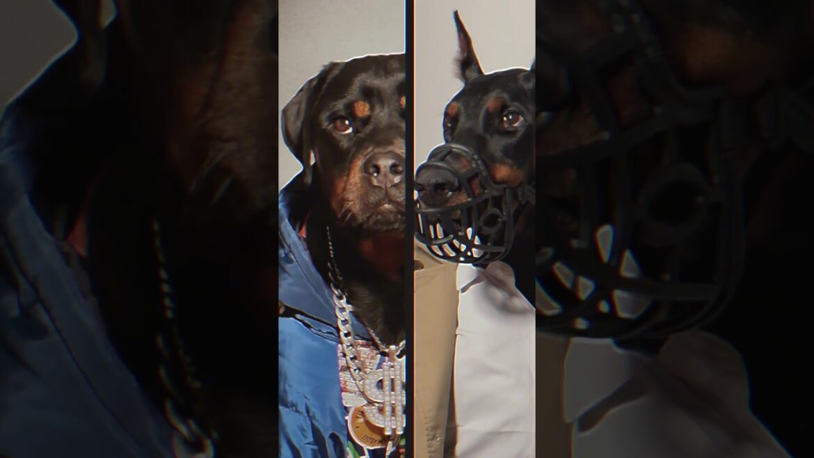 Which is the  Best Guard Dog Ever? Doberman Vs Rottweiler¿? #rottweiler #doberman #shorts #yt #reels