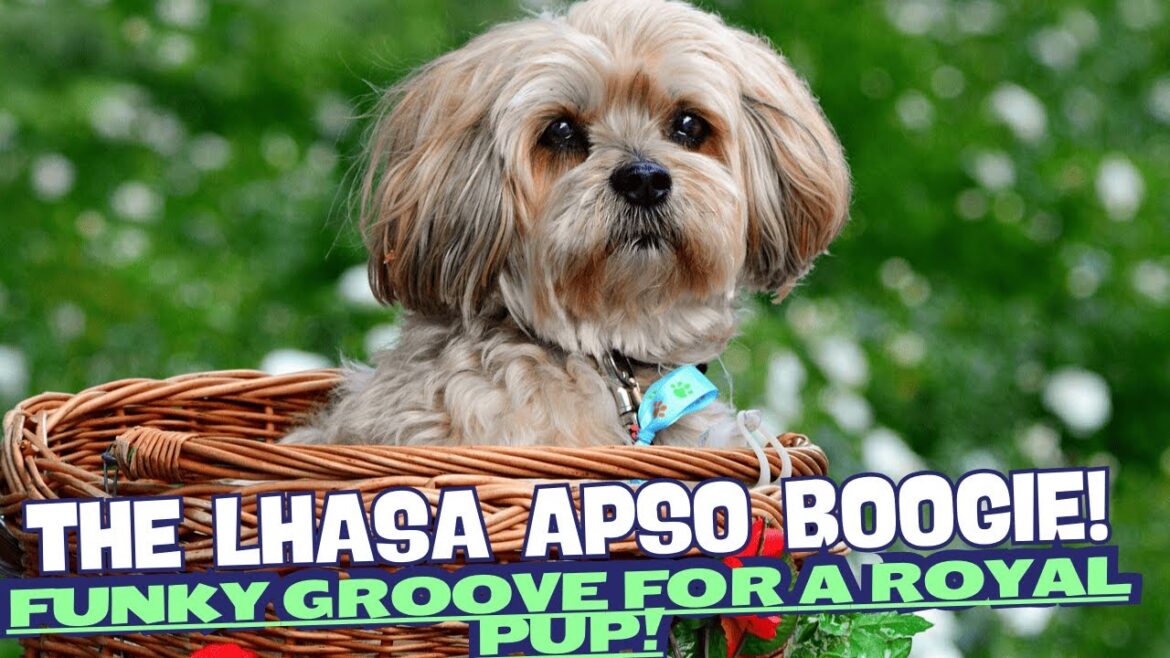 “The Lhasa Apso Boogie” โ A Funky Groove for a Royal Pup! ๐โจ "The Lhasa Apso Boogie" โ A Funky Groove for a Royal Pup! ๐โจ