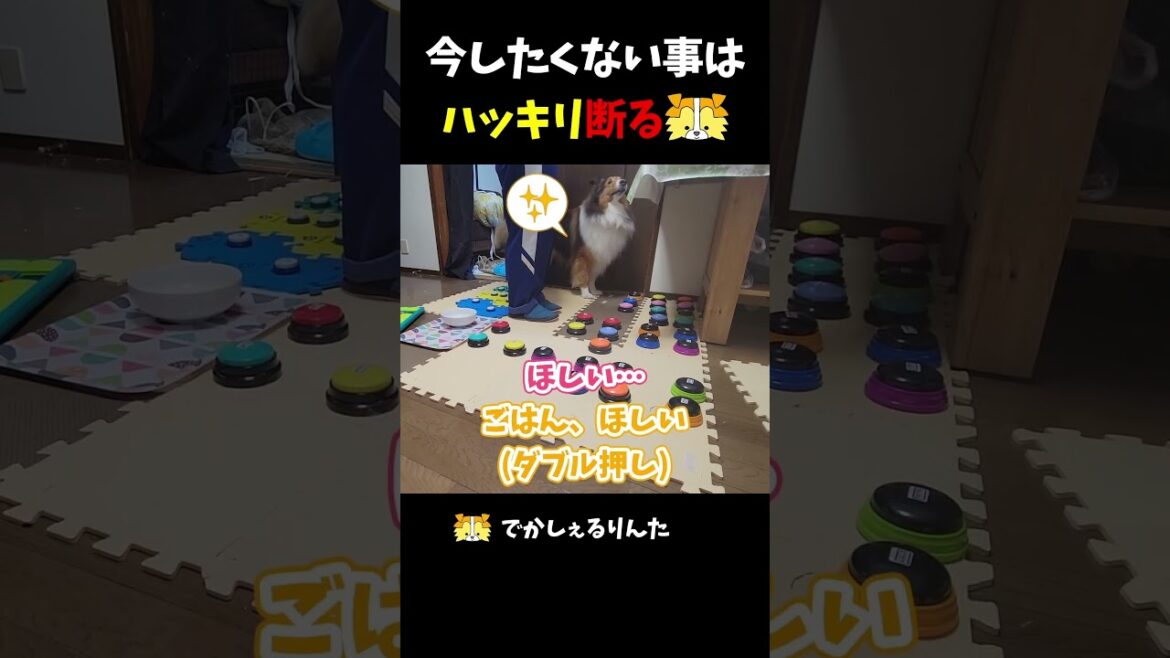 今したくない事はハッキリ断るシェルティ【会話ボタンでしゃべる犬】 #shorts #dog #犬