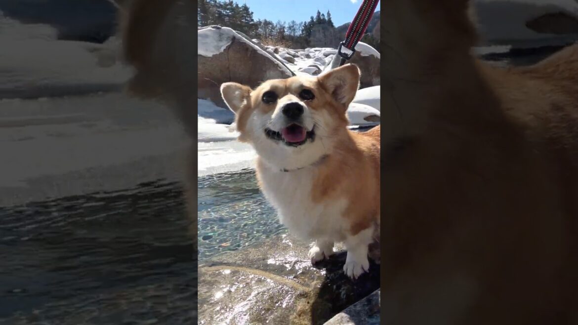 水辺へ下りるコーギー / A Corgi going down to the water's edge #コーギー #corgi #サクラ