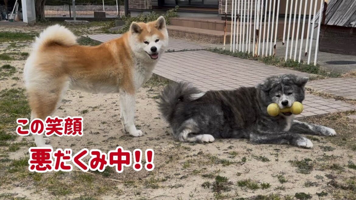寒がりだけどほんの少しの雪ならパワーアップする秋田犬こむぎ【Akita-inu】@akita-inu-pata 寒がりだけどほんの少しの雪ならパワーアップする秋田犬こむぎ【Akita-inu】@akita-inu-pata