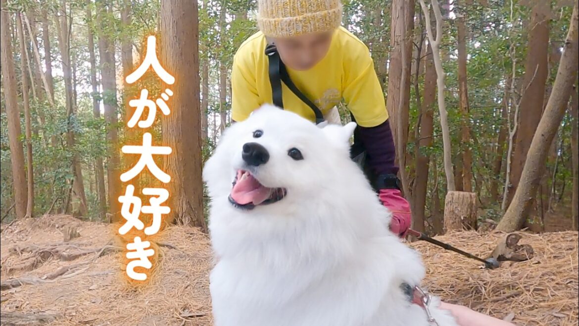 人懐っこい性格で登山中にすれ違う人たちを笑顔に変えていく愛犬がこちらです！