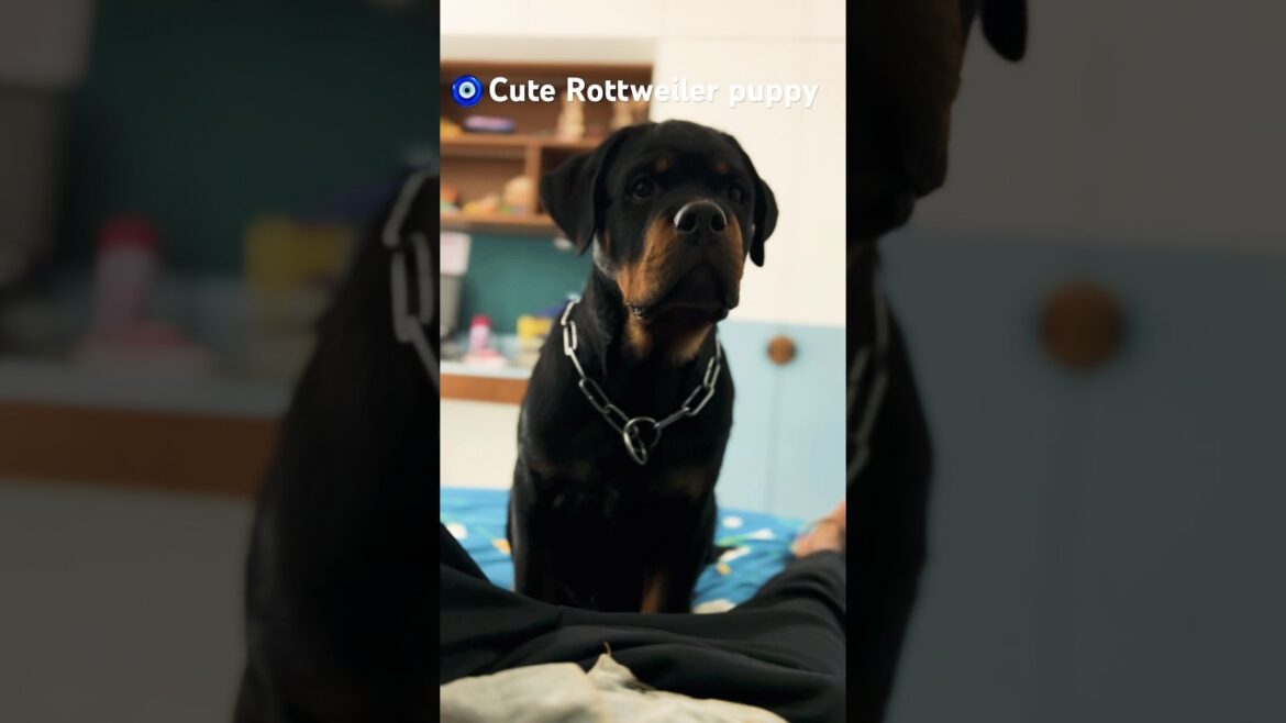 Cute Rottweiler puppy playing #monomark_k9 #rottweiler #puppy