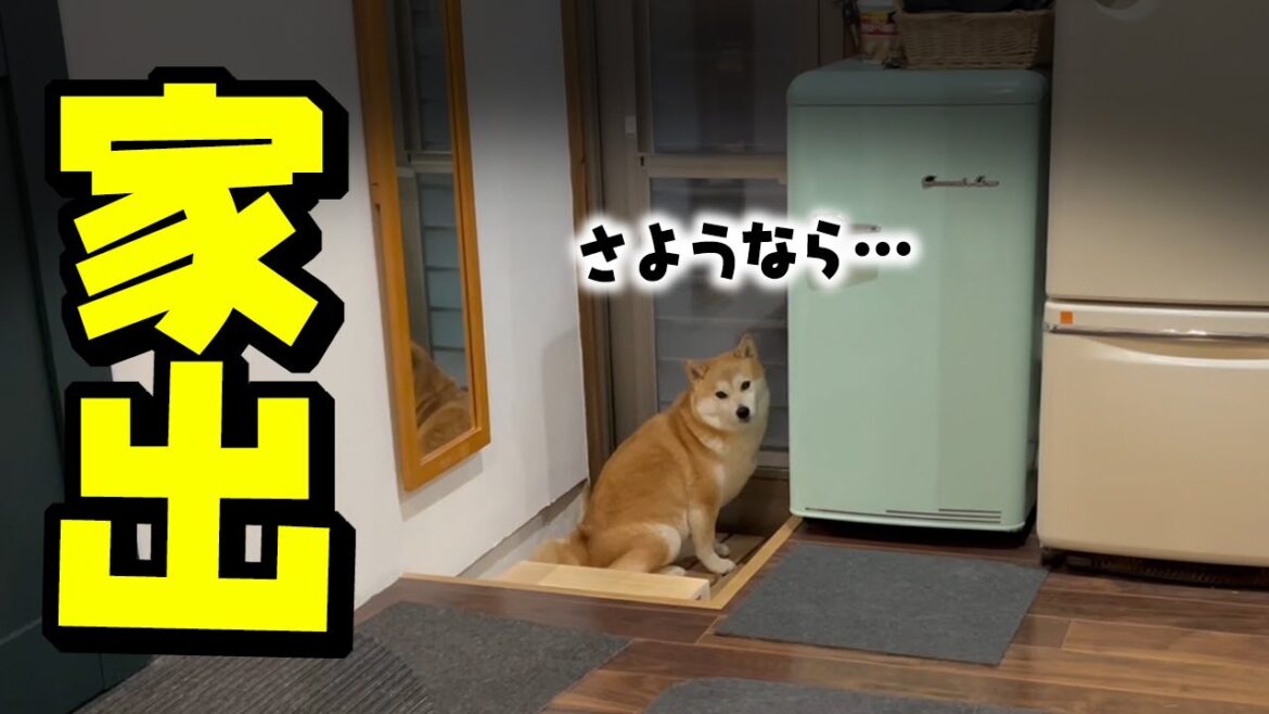 突然、夜中に家を出たがる柴犬、その理由がまさかの…