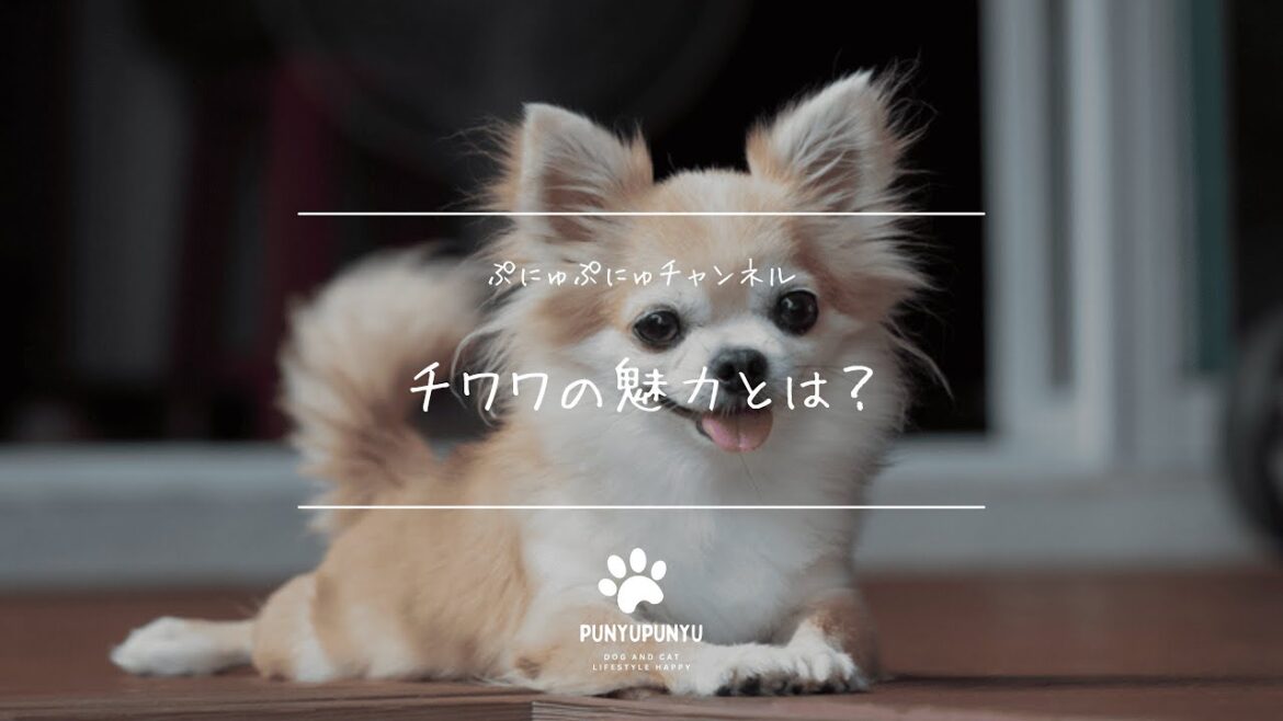 チワワの魅力とは？性格・飼い方・しつけのコツを徹底解説！
