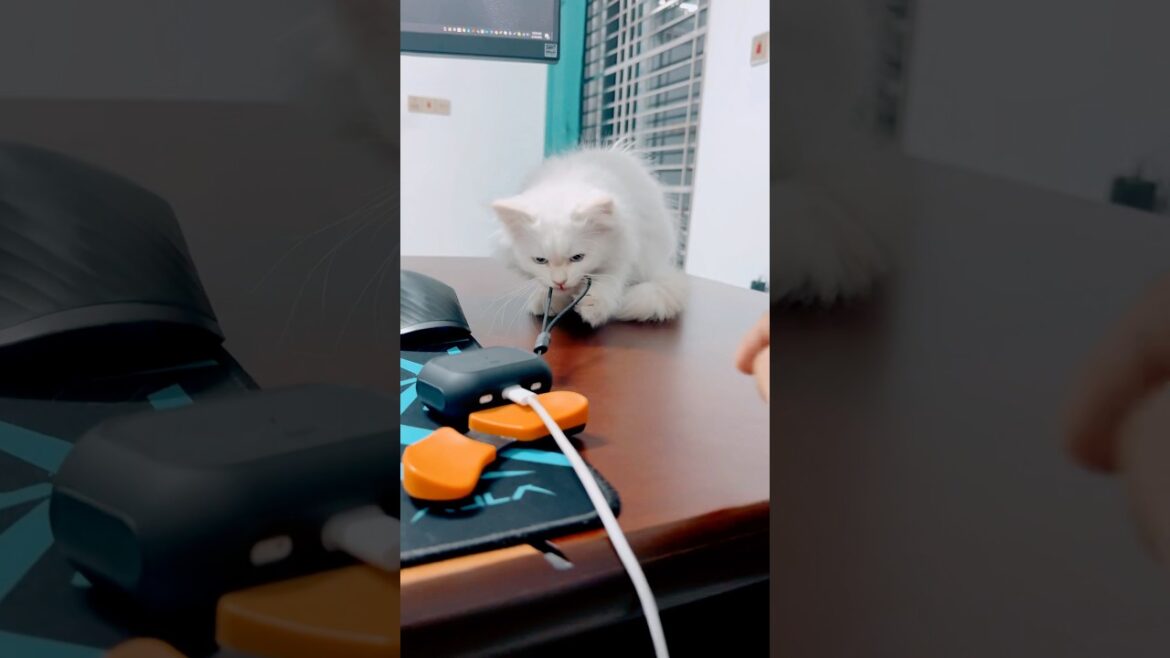 Work From Home? Not with This Mischievous Kitten! ๐๐พ Work From Home? Not with This Mischievous Kitten! ๐๐พ