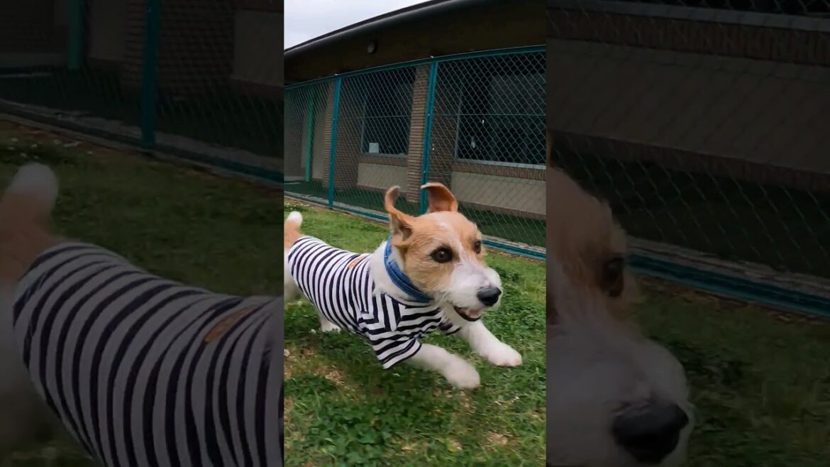 疾走！#ジャックラッセルテリア #jackrussellterrier #shorts