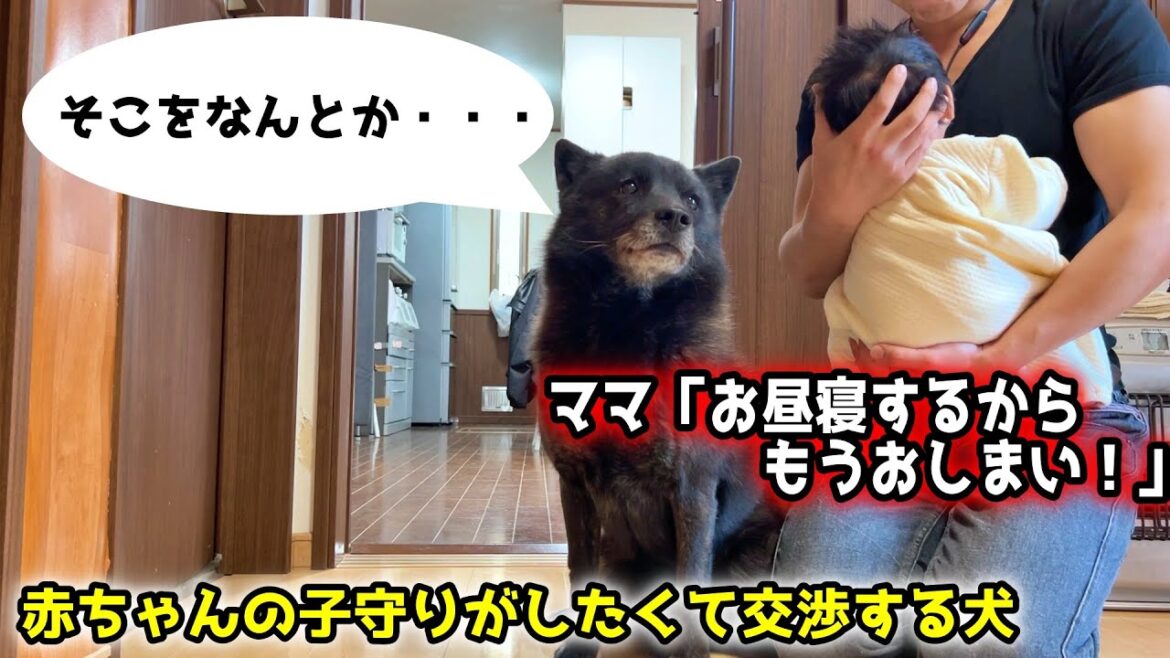 赤ちゃんの世話がしたすぎて何度も交渉する甲斐犬一休