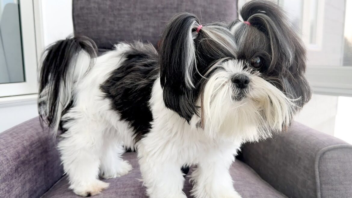 Shih Tzu Howls Up A Storm (Quite Literally!)